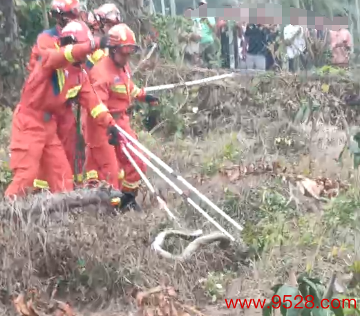 消防员和村民协力捕杀两条眼镜王蛇，网传有村民被蛇咬伤后受难