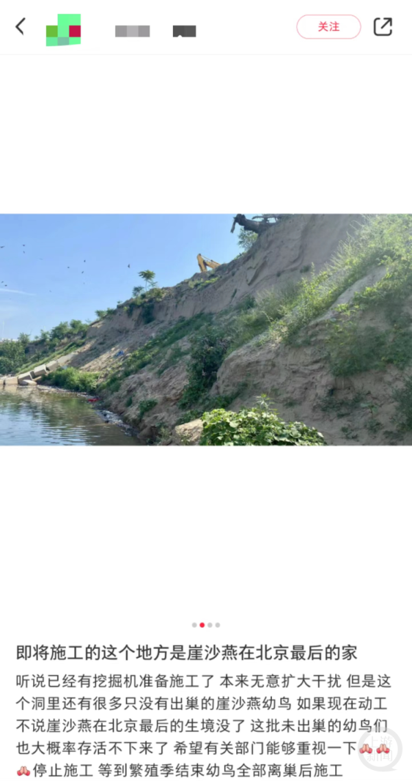 Bsports网页版登录崖沙燕可爱在河流或湖泊隔邻的沙质崖壁上凿洞为巢-万博全站APP最新版
